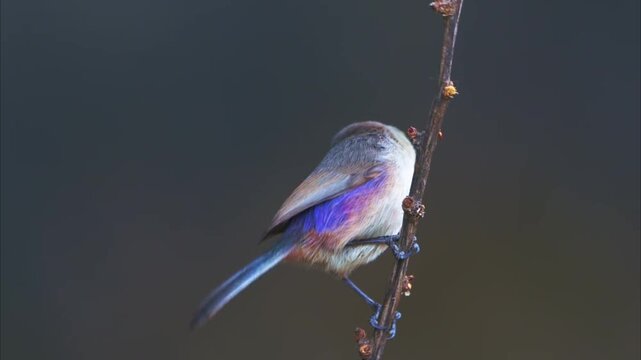 Cinematic slow motion footage of little colourful bird perched on tiny branch 