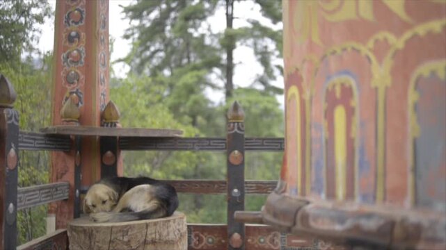 dharma wheel animal