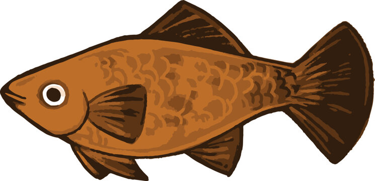 vector illustration of a platy fish