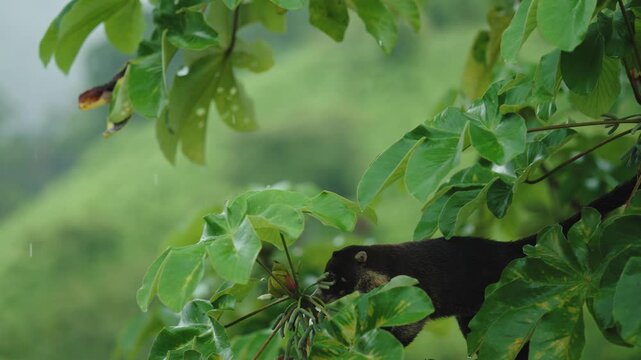 A white-nosed coati peeking through the lush, rain-kissed foliage of the Costa Rican rainforest.