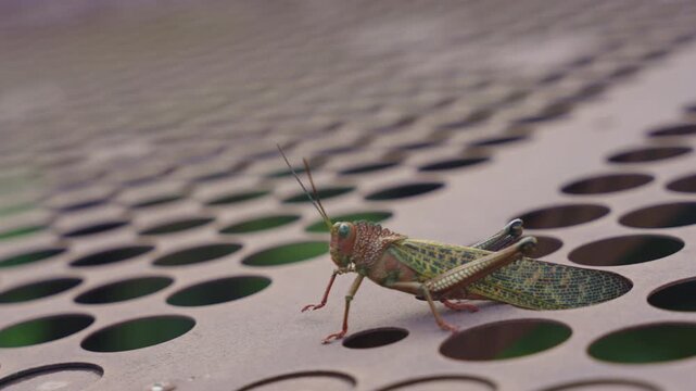 A giant grasshopper (Tropidacris cristata) resting on a textured, perforated metal surface.