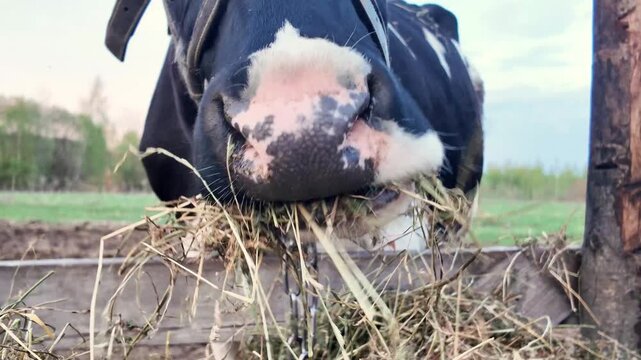 Extreme close-up of a domestic cow chewing fresh green hay on a small family farm. Detailed view of cow mouth, nose, tongue, and teeth during natural feeding behavior. Authentic rural livestock scene