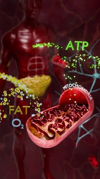 Mitochondrial metabolism visualizing fat oxidation and oxygen consumption producing ATP energy for cellular function, highlighting bioenergetics and respiration processes in human biological systems. 