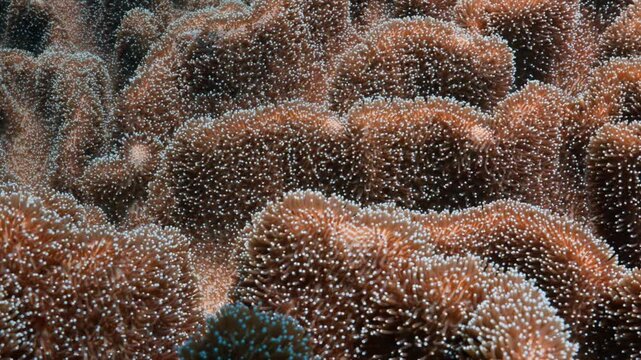 Macro close up of beautiful coral polyps tentacles swaying in the underwater ocean current