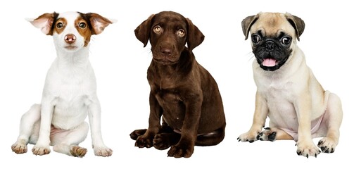 Adorable puppies sitting together element set isolated on white © Rawpixel.com