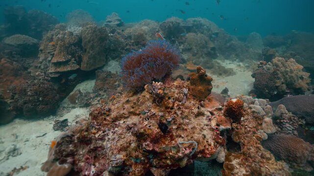 Giant red barrel sponge on a vibrant coral reef in the clear blue tropical ocean