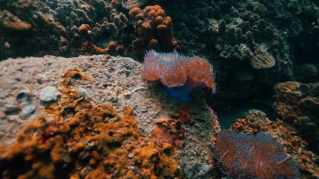 Close up of a vibrant blue and orange Christmas Tree Worm (Spirobranchus giganteus) filtering water on a hard coral reef