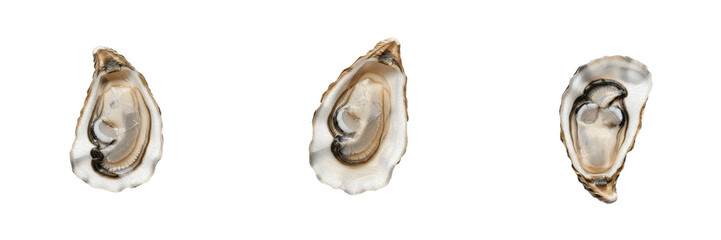 Set of three realistic fresh oyster shells isolated on transparent background, detailed 3D rendered seafood and culinary elements for restaurant, menu, gourmet, and luxury design projects, high-qualit © Ganesha