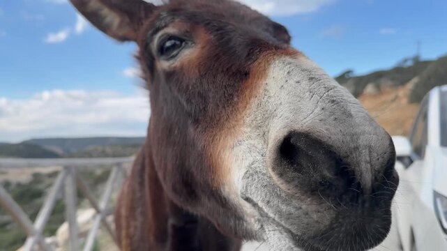 Tourist feeding carrot to friendly donkey on Karpaz Peninsula, Cyprus. Close-up of brown donkey eating orange vegetable. Hand feeding cute domestic farm animal outdoors.