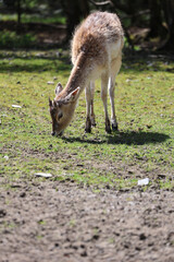 Young fallow deer in portrait format with copy space, eating grass © maureen