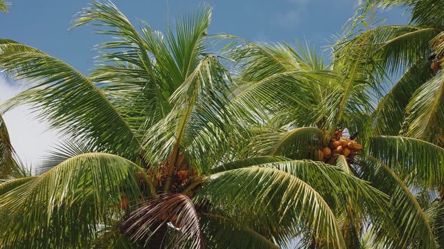 Palm trees with coconuts against a clear blue sky in Costa Rica.