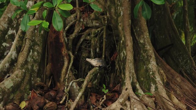 Black iguana perched on the gnarled, mossy roots of a large rainforest tree in Costa Rica.