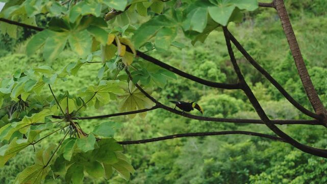 Chestnut-mandibled toucan perched on a tree branch overlooking a lush hillside in the Costa Rican rainforest.