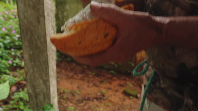 Close-up of hands removing raw, white cacao beans from a freshly opened cacao pod.