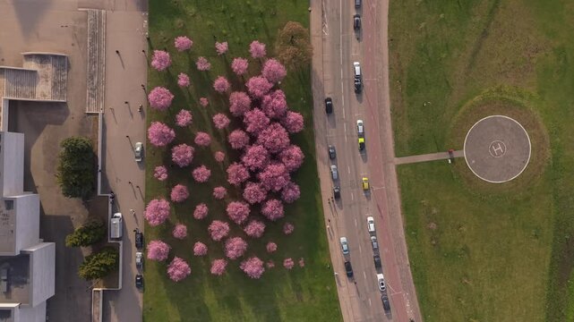 Aerial view of blooming cherry blossoms in Chiune Sugihara Sakura Park with a road and helipad Vilnius, Vilniaus apskritis, Lithuania.