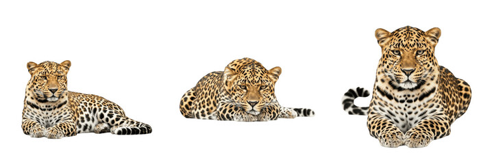 Set of Three Realistic Leopards Sitting and Lying Down, Beautiful Wild Big Cats Isolated on White Background, Detailed Animal Portraits for Wildlife Design, Conservation, and Nature Projects, High-Qua © Ganesha