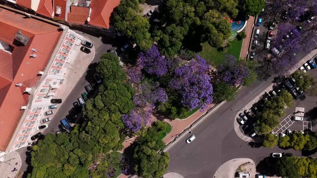 Top-down aerial view of purple jacaranda trees, historic Lisbon architecture, and urban park pathways in summer.