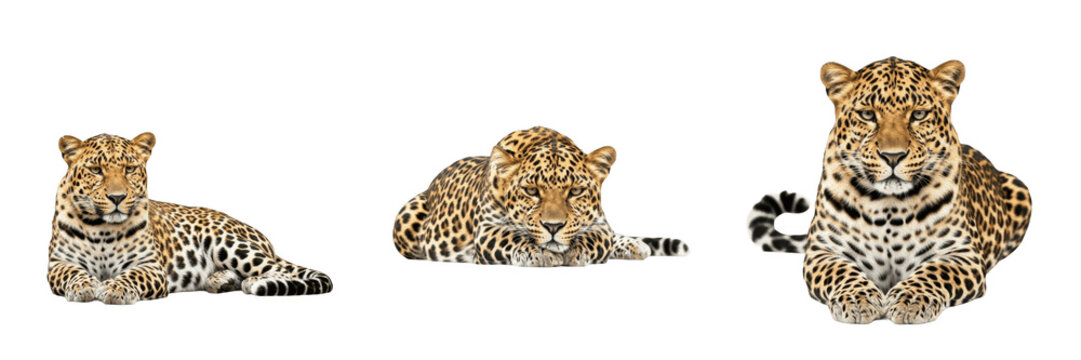 Set of Three Realistic Leopards Sitting and Lying Down, Beautiful Wild Big Cats Isolated on White Background, Detailed Animal Portraits for Wildlife Design, Conservation, and Nature Projects, High-Qua