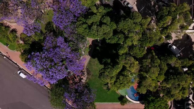 Top-down aerial view of Lisbon's Jardim Botto Machado park with blooming jacaranda trees and historic architecture.