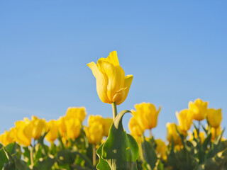 Fototapeta premium Bright yellow tulips blooming in a field under clear blue sky on a sunny day