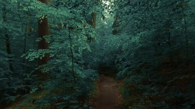 Hiking through a forest of deciduous trees, on a small path, dark and moody