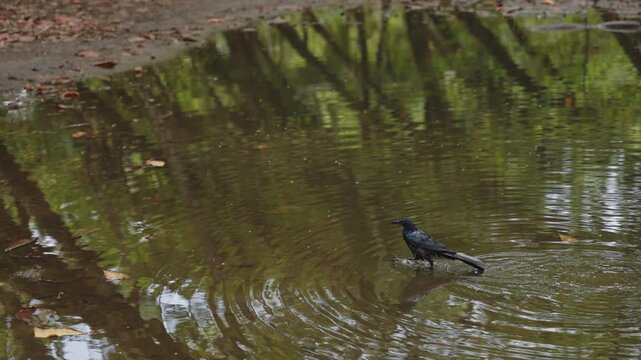 Great-tailed grackle wading in a shallow forest puddle, creating gentle ripples in the water.