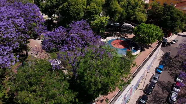 Aerial  orbit of purple jacaranda trees in bloom at Jardim Botto Machado and National Panteon, Lisbon, with historic architecture and urban park pathways.