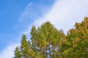 Fototapeta premium Golden autumn leaves with bokeh effect against a blue sky for stunning nature photography. Treetop. Illustration