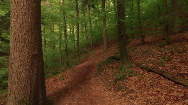 Hiking through a gorge featuring waterfalls, winding through a forest of deciduous trees, with a forest floor of soil and rocks.