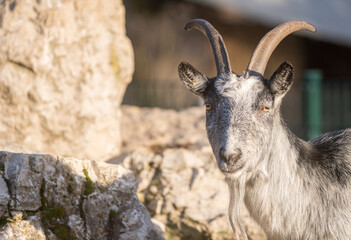 Fototapeta premium Gray faced goat with curved horns standing among rocks
