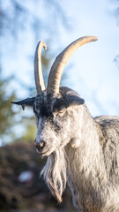 Fototapeta premium Gray goat portrait with long horns and beard looking