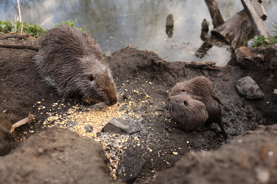A wild nutria (coypu) family forages on spilled corn at a muddy riverbank near a calm pond. The brown rodents show textured wet fur, natural behavior and close interaction in a wetland setting.