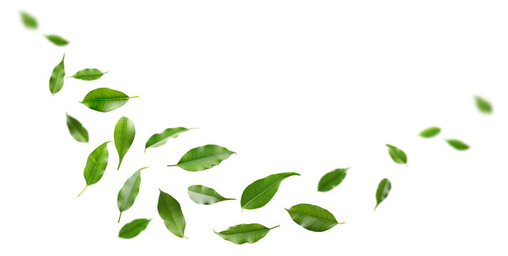 Bright green leaves flying in air against white background