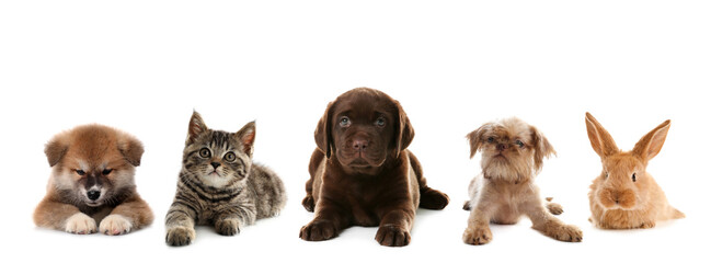 Fototapeta premium Baby animals. Puppies, kitten and bunny on white background