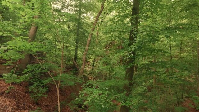 Hiking through a gorge featuring waterfalls, winding through a forest of deciduous trees, with a forest floor of soil and rocks.
