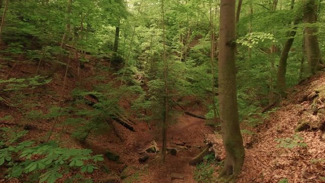 Hiking through a gorge featuring waterfalls, winding through a forest of deciduous trees, with a forest floor of soil and rocks.