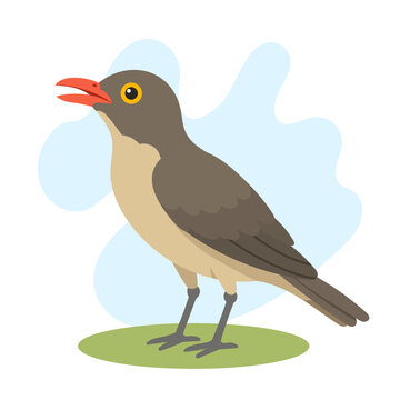 Red-billed oxpecker illustration featuring Buphagus erythrorynchus perched gracefully, red-billed oxpecker vector art celebrating Buphagus erythrorynchus.