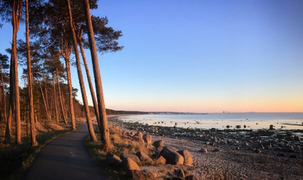 Beach sunset pine trees ocean horizon sky coast evening light