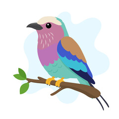 Obraz premium Lilac-breasted roller illustration featuring Coracias caudatus perched elegantly, lilac-breasted roller vector art celebrating Coracias caudatus.