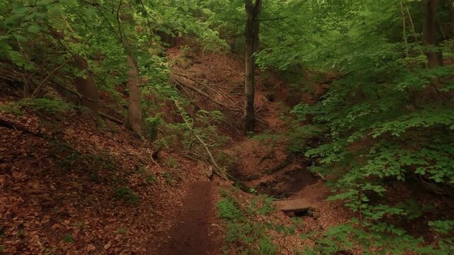 Hiking through a gorge featuring waterfalls, winding through a forest of deciduous trees, with a forest floor of soil and rocks.