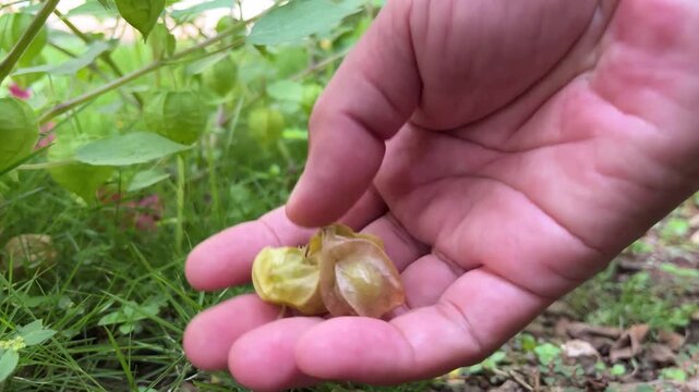 Hand picking ripe ciplukan fruit (Physalis angulata) in a tropical garden, showing its golden lantern husk and fresh organic wild plant in natural sunlight.