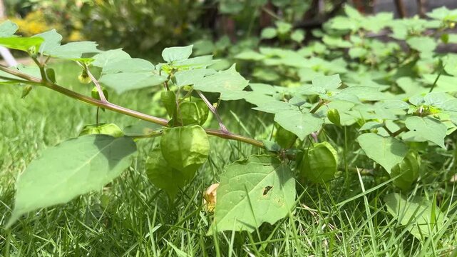 Wild cape gooseberry or Physalis angulata growing naturally in green grass, featuring lantern shaped husks and fresh green leaves in a tropical garden.