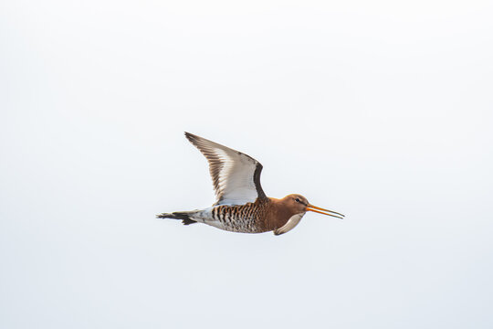 Beautiful black-tailed godwit in the nature of Iceland
