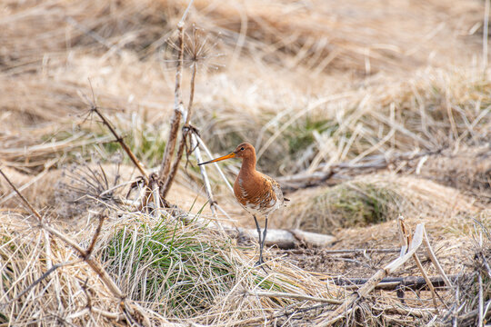 Beautiful black-tailed godwit in the nature of Iceland
