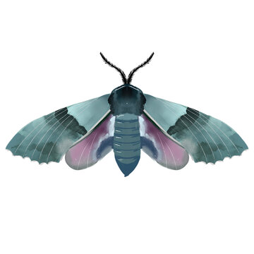 Watercolor moth illustration. Mystical blue and pink night butterfly isolated on white background.