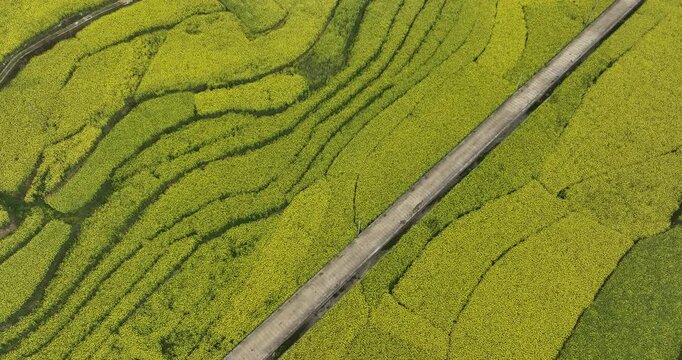 Aerial drone view of cole flower filed in China