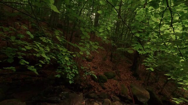 Hiking through a gorge featuring waterfalls, winding through a forest of deciduous trees, with a forest floor of soil and rocks.