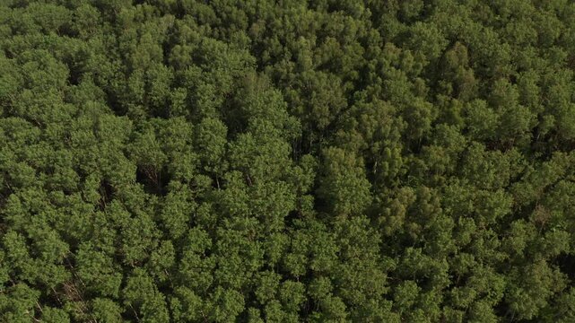 Aerial drone flight starts with top down view of lush green forest canopy. Camera pulls back to reveal a beautiful, calm lake vast wilderness landscape