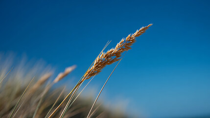 Obraz premium Golden grain crop in bright sunlight against a clear blue sky, close-up view of a single plant, natural environment scene, serene outdoor beauty