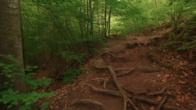 Hiking through a gorge featuring waterfalls, winding through a forest of deciduous trees, with a forest floor of soil and rocks.